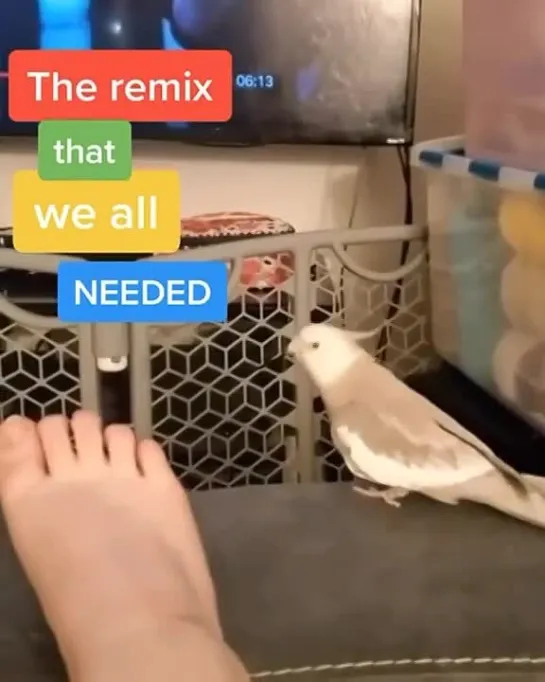 birbs hub