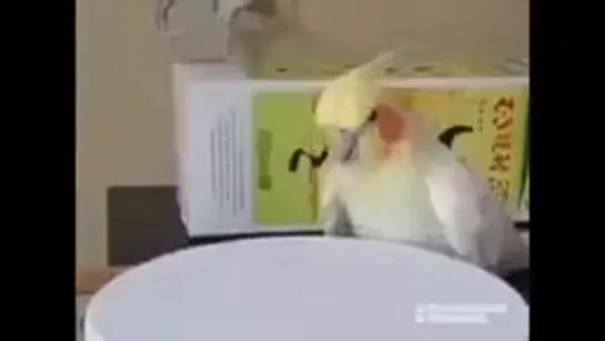 birbs hub