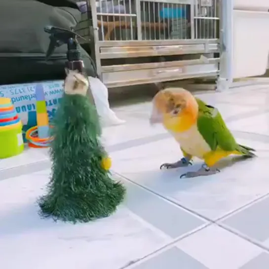 birbs hub