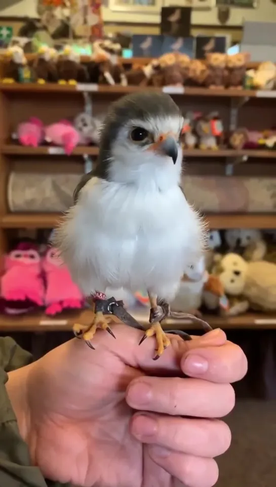 birbs hub