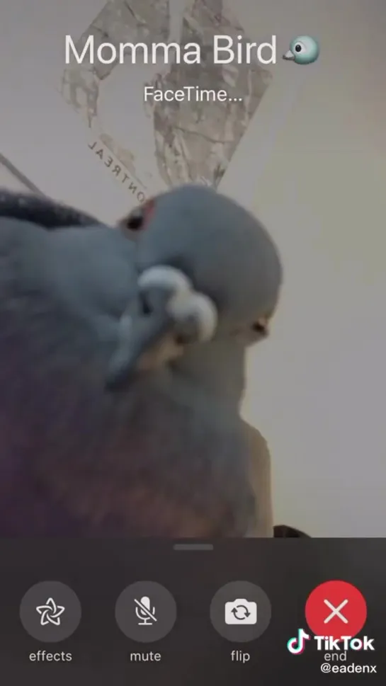 birbs hub