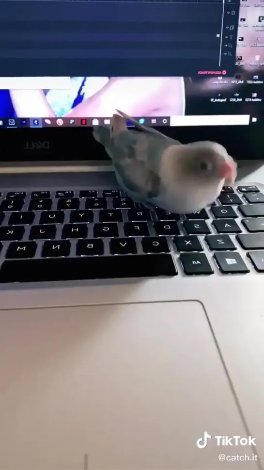 birbs hub