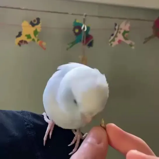 birbs hub