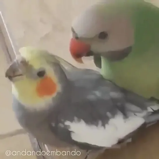 birbs hub