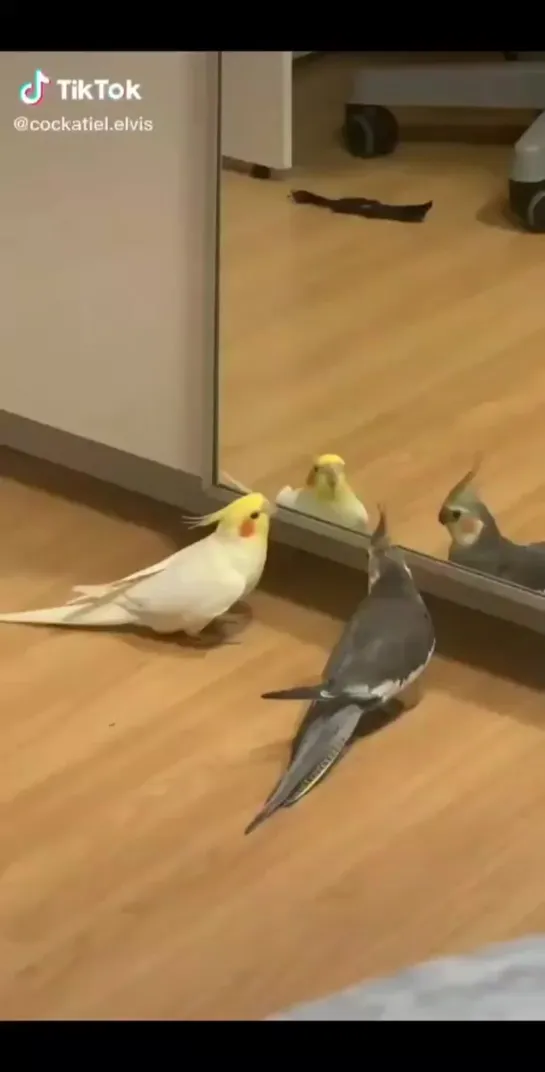 birbs hub