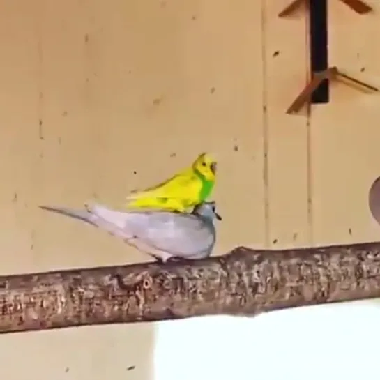 birbs hub