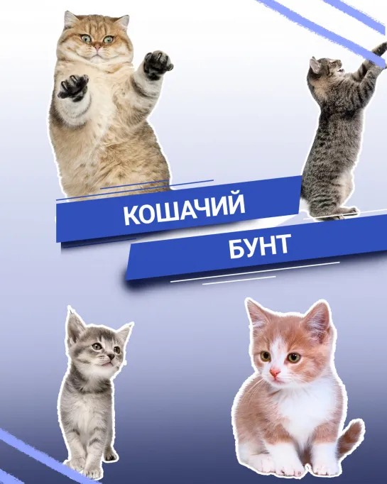 Кошачий бунт