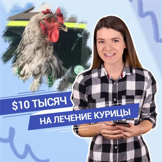 Курице сделали операцию на сердце