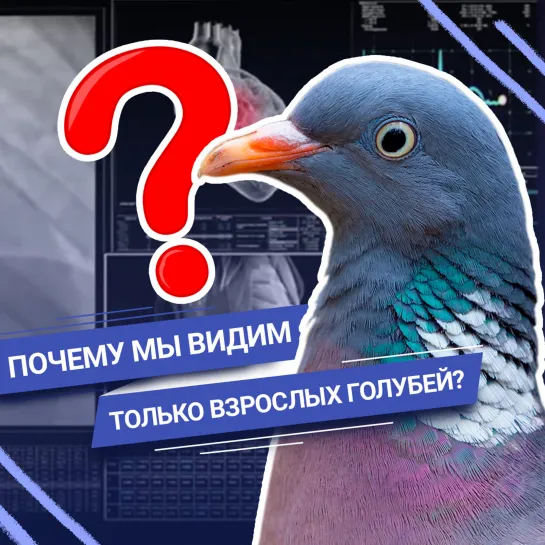 Загадка века: где прячутся птенцы голубей?