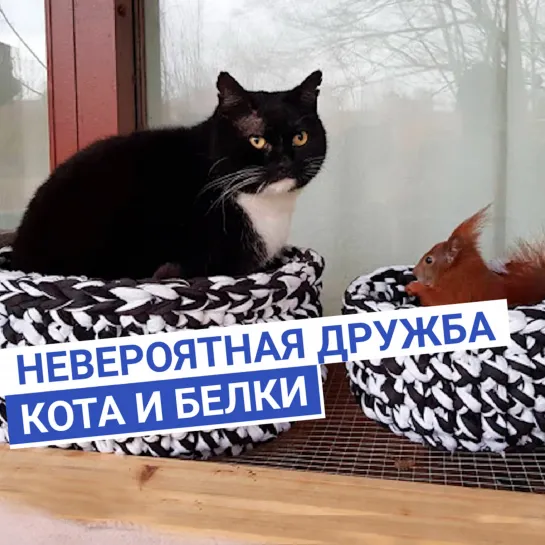 Неразлучные кот с белкой