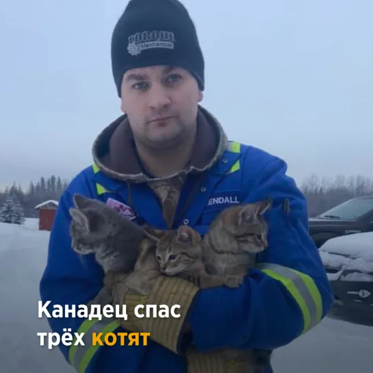 Котят освободили ото льда