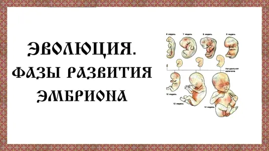 Эволюция. Фазы развития эмбриона