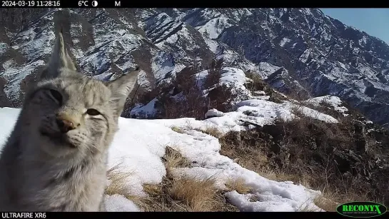 В Саяно-Шушенском заповеднике любопытная рысь попала в фотоловушку [ND]