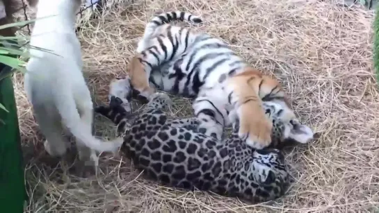 Видео от Фото года. Стопкадр. Путешествия, туризм.