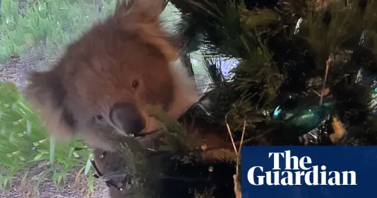 Confused koala ends up in Australian familys Christmas tree