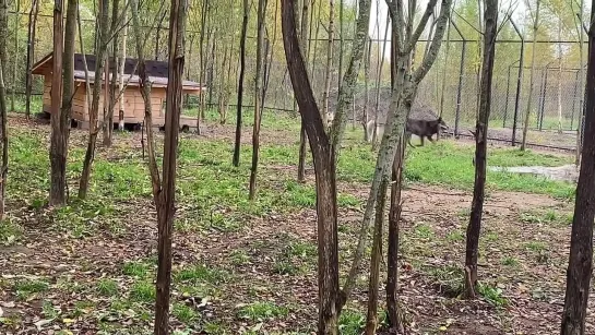 [Arctic Park] Синай освоился в Парке Волков и рад новому месту жительства. Бытовка готова для эксплуатации.