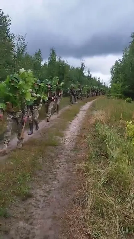 Украинские деревья мчатся на помощь к своим побратимам под Купянск.