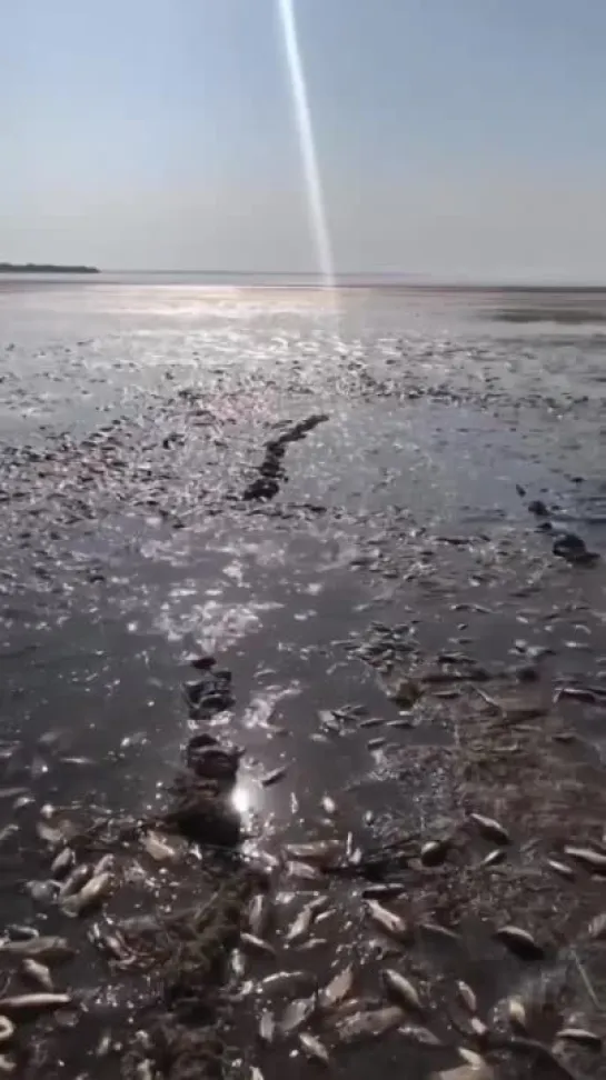 ⚡️Массовый мор рыбы в селе Марьянское Днепропетровской области в результате обмеления реки из-за подрыва Каховской ГЭС