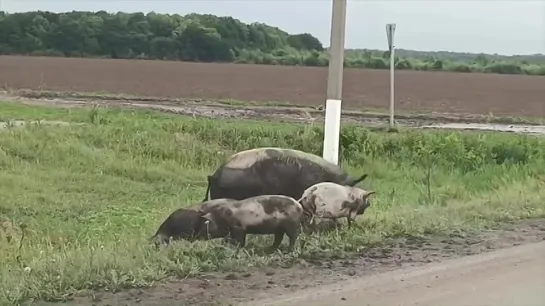 Видео от Белгород ПЕРВЫЙ