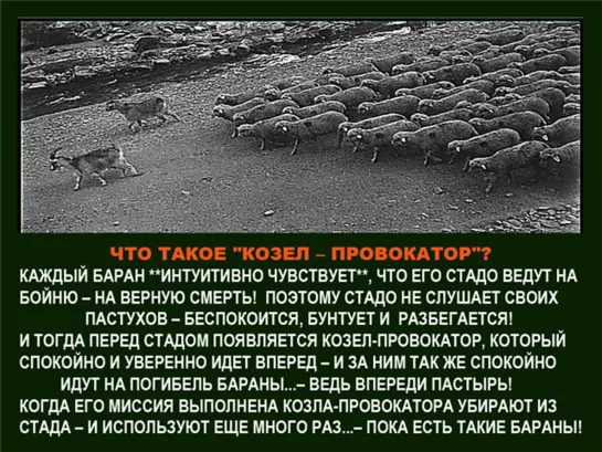 Есть важная должность на мясокомбинатах, С красивым названьем: Козел-провокатор. Овец этот козлик приводит на бойню...