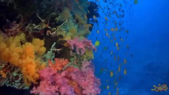 Просто нереально красивый подводный мир  Amazingly beautiful underwater world