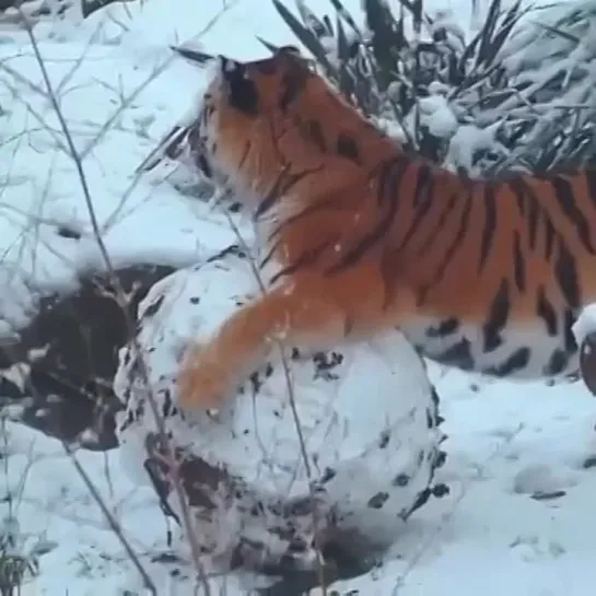 Видео от Злая Панда