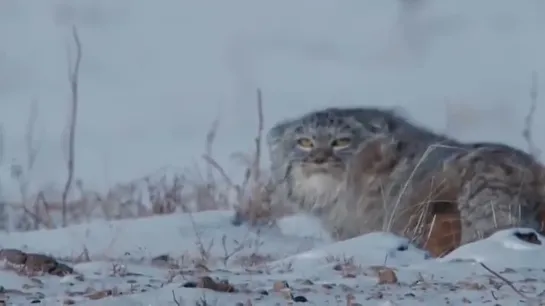 Chunky Pallas Cat