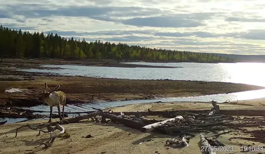 Video by Лапландский заповедник - Lapland Reserve