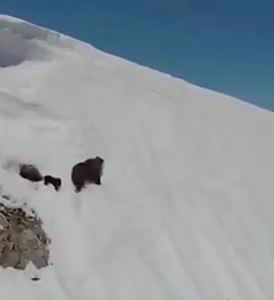 переживательное видео