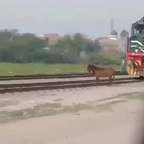 Видео от Джабраила Искандарова