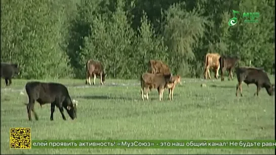 Live: Православная телекомпания "Союз"