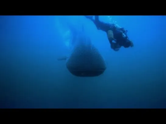 tiburones leyenda del mar