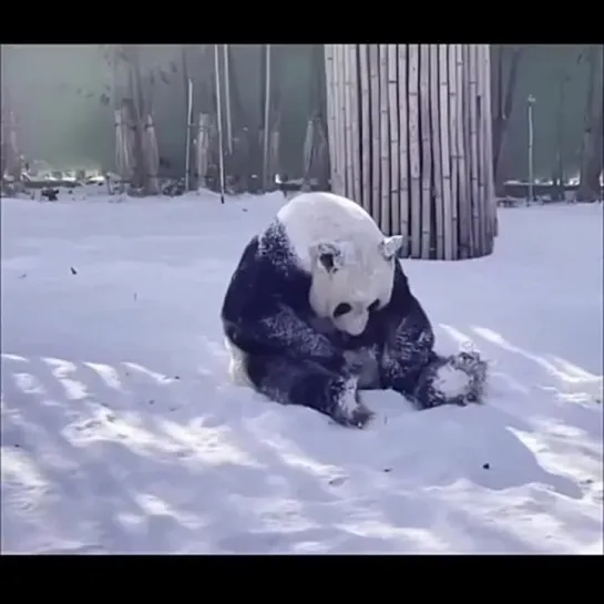 Видео от По Фрейду