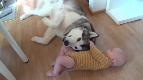 Хаски и малыш, Husky and baby