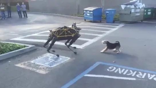 Собака отгоняет робота Boston Dynamics