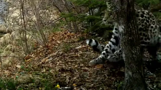 Танец мисс Земля леопарда Princess of the Land of the Leopard dancing