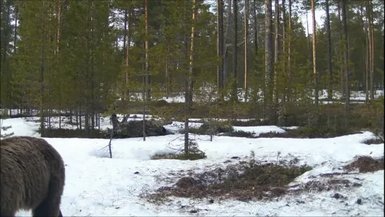 Видео от ФГБУ Кандалакшский природный заповедник