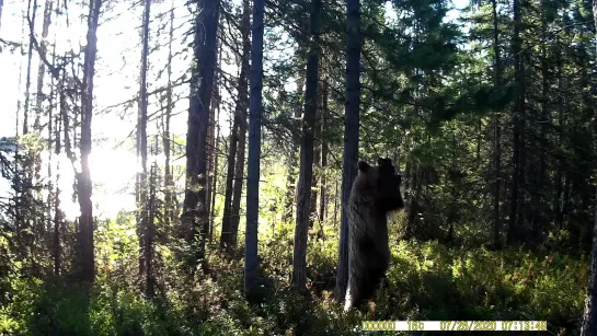 Видео от ФГБУ Кандалакшский природный заповедник