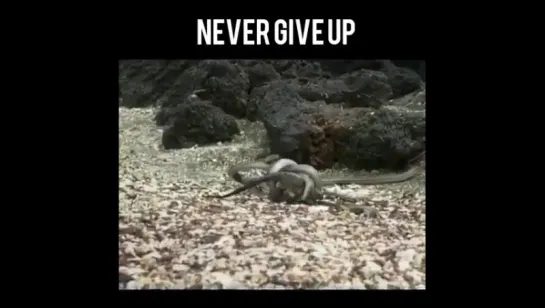 Never Give Up.😈