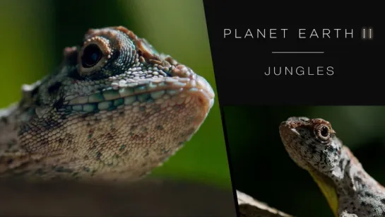 Планета Земля 2, Эпизод 3: Джунгли/ Planet Earth II, Episode 3: Jungles