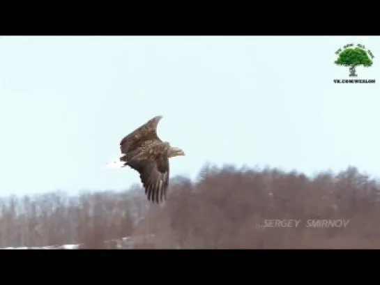 ★ KHABIB NURMAGOMEDOV HIGHLIGHTS- 2014  (HD) by SERGEY SMIRNOV