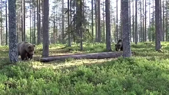 Медвежьи разборки на севере Карелии