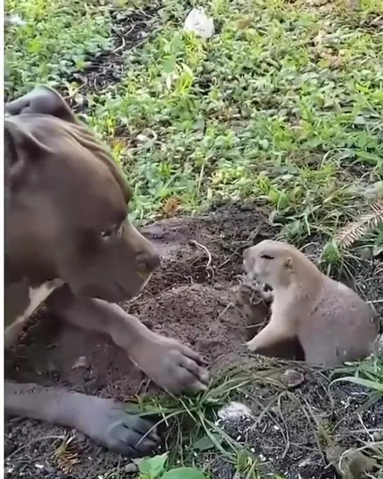 Видео от Опасная Земля..