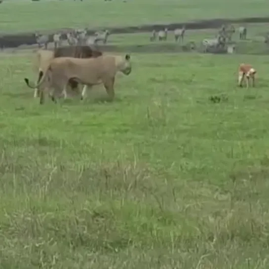 Видео от Опасная Земля..