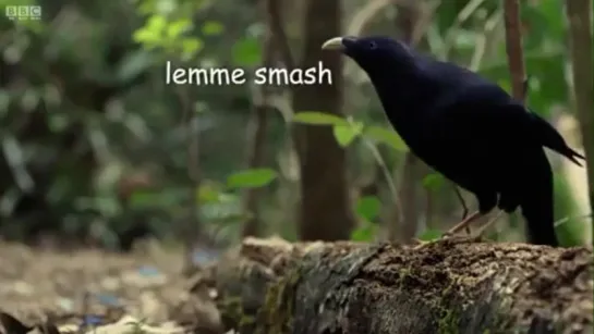 lemme smash