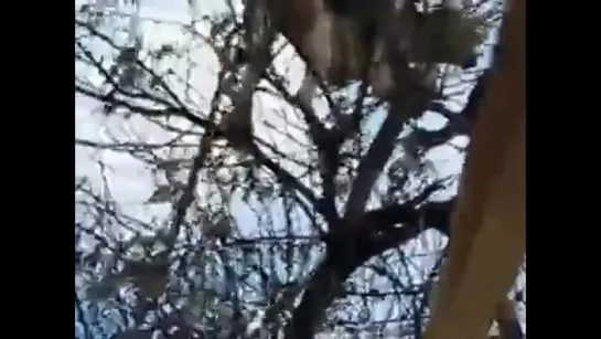 Собака на дереве, кот в шоке! Cat shocked! Dog on a tree.