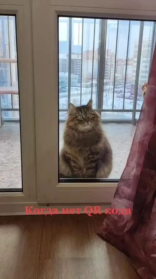 Зато есть КОТ! 💖