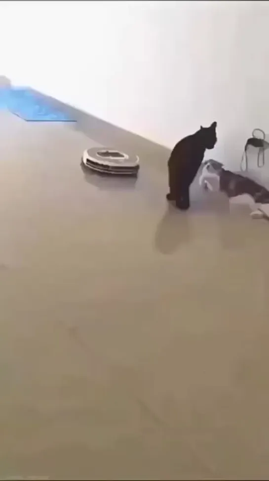 - Я занят, не до тебя! 😼