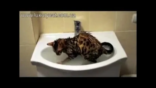 Bengal kitten Tiger is playing in water