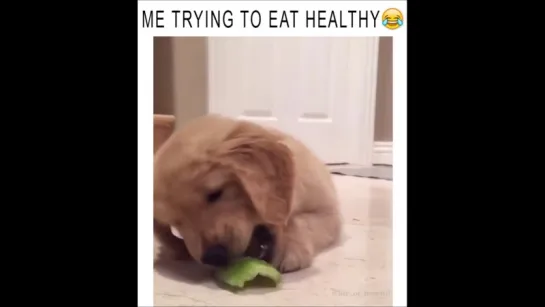 Me trying to eat healthy like...  😂😭